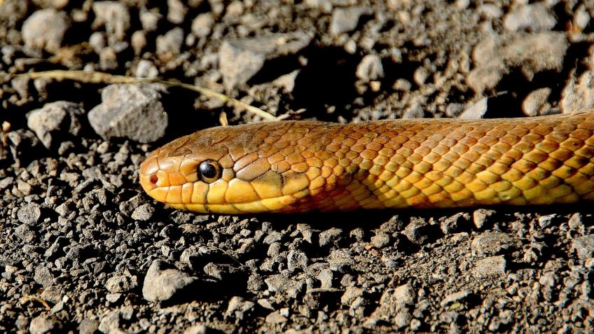 ¡CONTROVERSIAL! Hombre fabrica CUBREBOCAS con PIELES de serpientes e iguanas: FOTOS