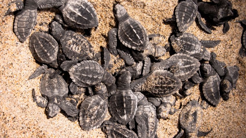 ¡Qué bonito! Puerto Vallarta comienza la liberación de tortugas