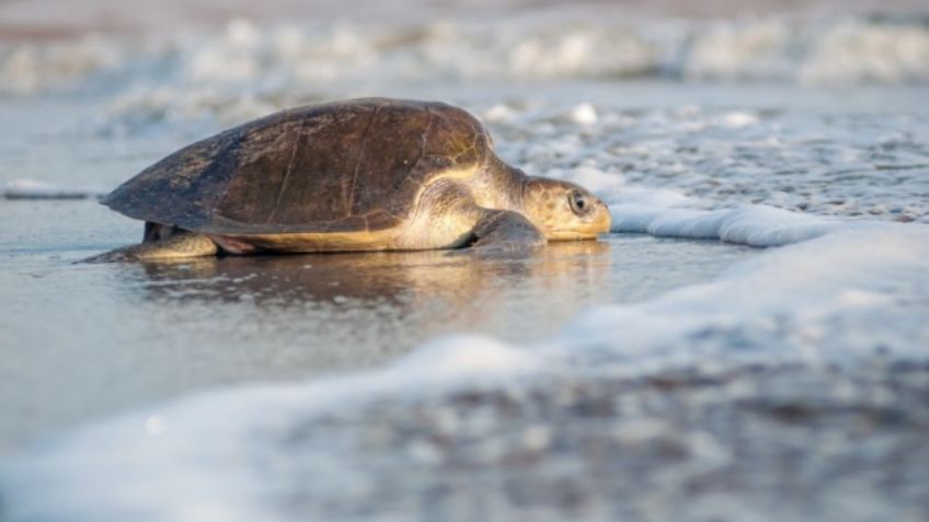 ¡Qué bonito! Puerto Vallarta comienza la liberación de tortugas