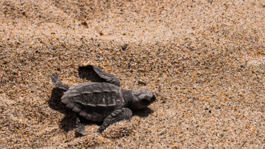 ¡Qué bonito! Puerto Vallarta comienza la liberación de tortugas