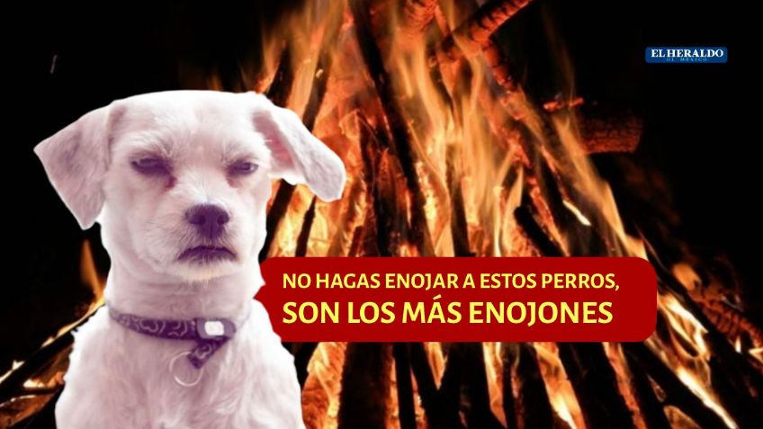 Perros: ¿Qué raza es la más temperamental? Conoce a los más enojones