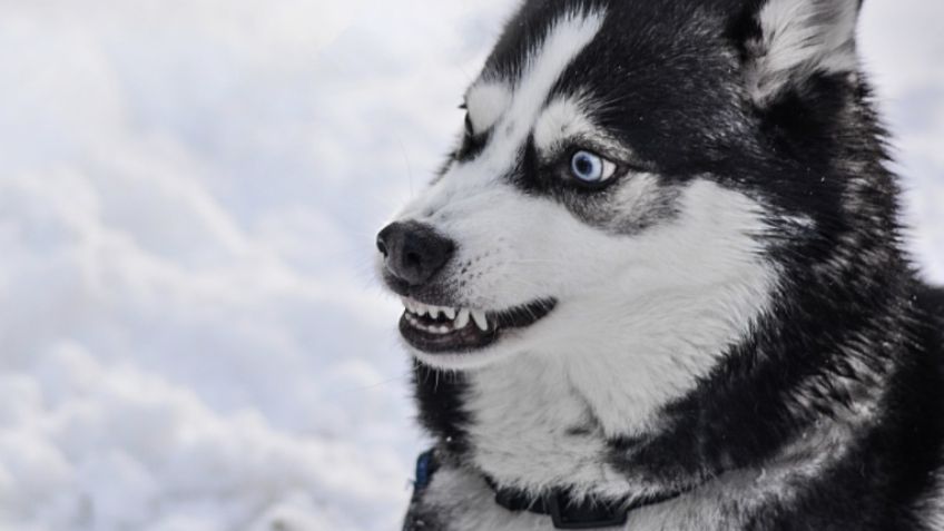 Perros: ¿Qué raza es la más temperamental? Conoce a los más enojones