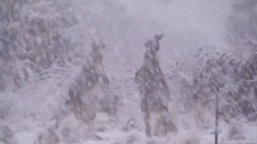 VIDEO VIRAL: Graban a dos grandes canguros en intensa pelea bajo la nieve