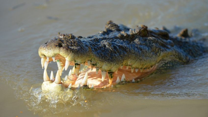 Cocodrilo ataca a hombre en laguna del Carpintero; mordida le provoca fracturas