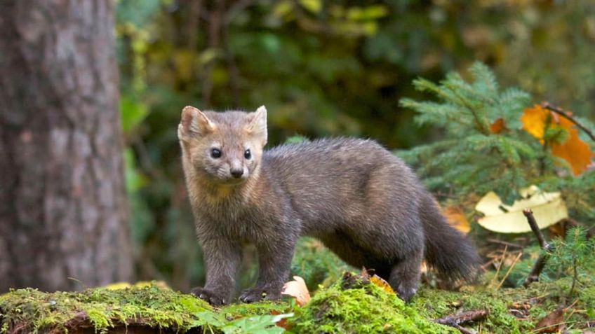 ¿Es oso o zorro? Tierno ANIMALITO pone de cabeza a todos tratando de ADIVINAR su especie