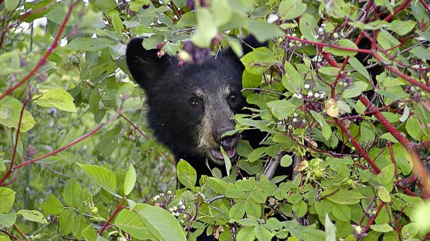 Oso negro hurga en un bote de basura en San Pedro, NL, y todo queda en VIDEO