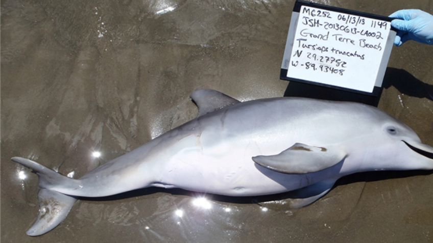 Descubren 13 delfines muertos por derrame de petróleo