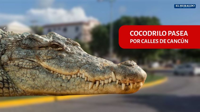 VIDEO VIRAL: Cocodrilo gigante pasea por las calles de Cancún