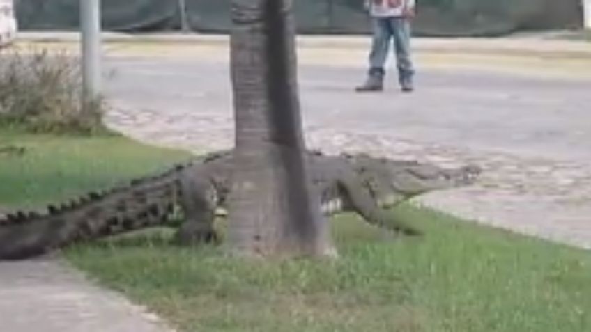 VIDEO VIRAL: Cocodrilo gigante pasea por las calles de Cancún