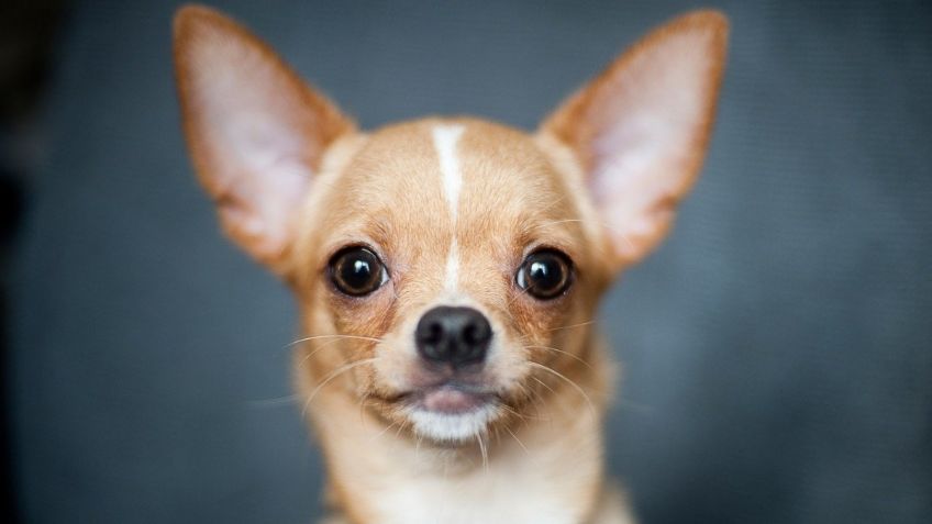 Perros Chihuahua: DIFERENCIAS entre el cabeza de Manzana y cabeza de Ciervo