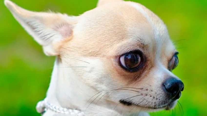 Perros Chihuahua: DIFERENCIAS entre el cabeza de Manzana y cabeza de Ciervo