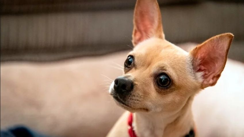 Perros Chihuahua: DIFERENCIAS entre el cabeza de Manzana y cabeza de Ciervo