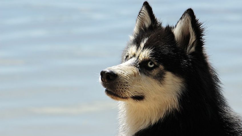 ¿Lomitos o lobeznos? Estas razas de perros parecen auténticos lobos