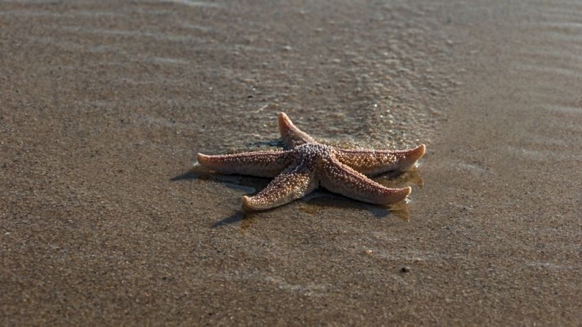 VIDEO VIRAL: Estrella de mar saca sus "patas" para caminar en la superficie