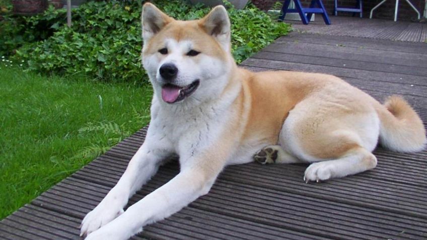 Razas de perros: Cuántos tipos de Akita hay, características y cuidados