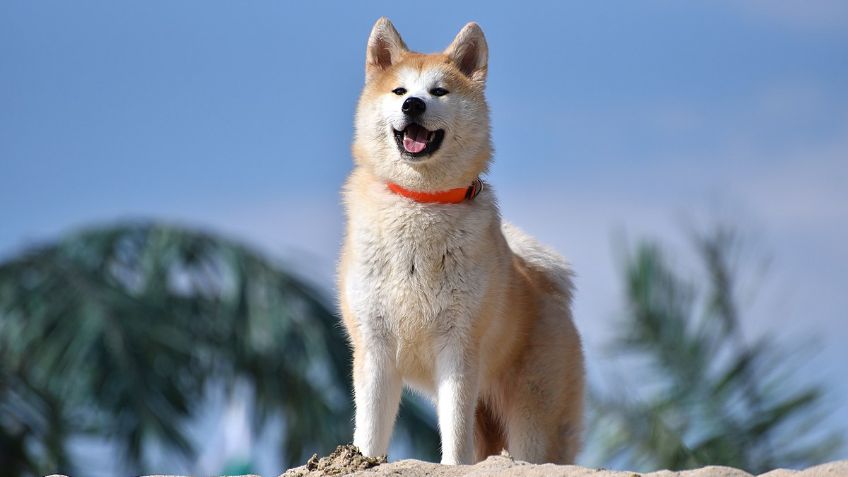 Razas de perros: Cuántos tipos de Akita hay, características y cuidados