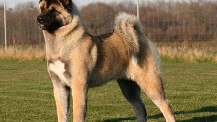 Razas de perros: Cuántos tipos de Akita hay, características y cuidados