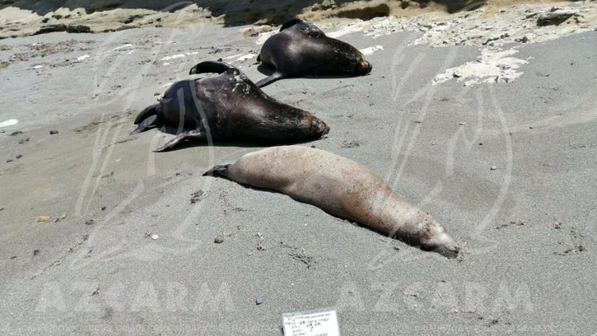 Mueren 150 Lobos Marinos en BCS; acusan a Profepa de ocultar información