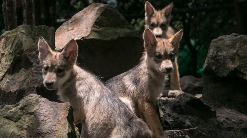 Logran conservación del lobo mexicano en zoológicos de la CDMX