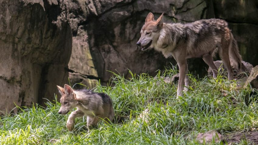 Logran conservación del lobo mexicano en zoológicos de la CDMX