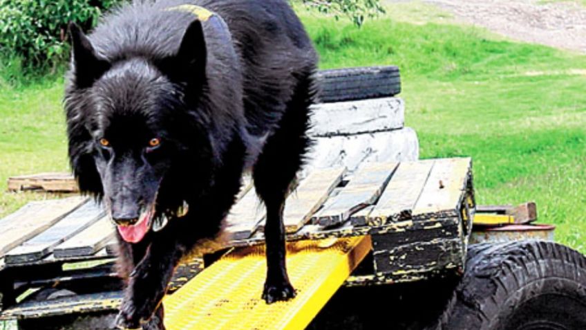 ¿Qué ha pasado y en dónde están ahora los perros rescatistas del 19-S?