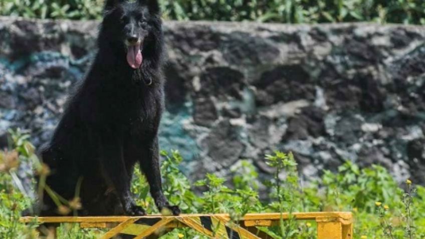 ¿Qué ha pasado y en dónde están ahora los perros rescatistas del 19-S?