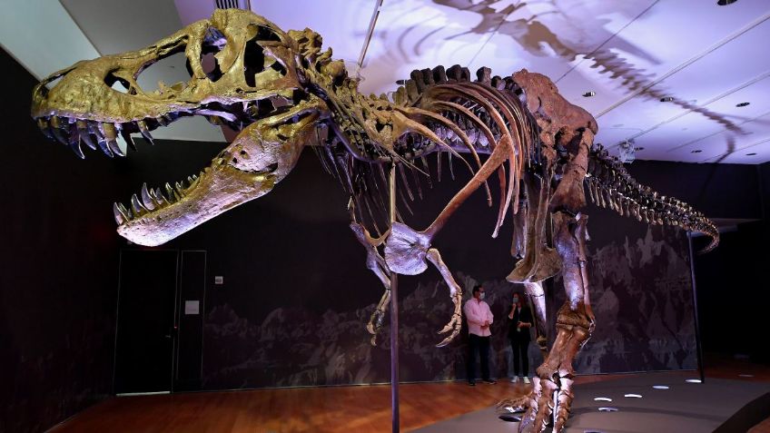 ¿Te gustan los dinosaurios? Subastarán el esqueleto de un T-Rex en octubre: VIDEO