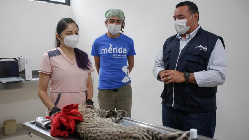 En la pandemia, nacieron 12 animales en el zoológico de Mérida