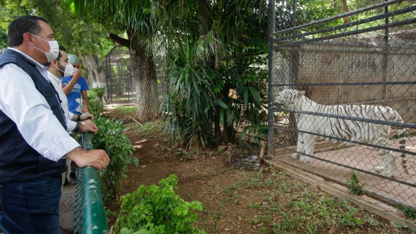 En la pandemia, nacieron 12 animales en el zoológico de Mérida