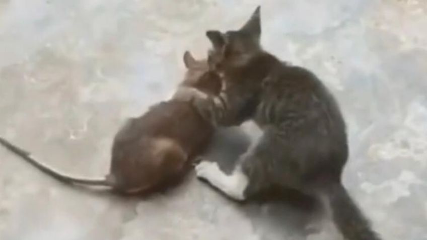 Pelea entre rata gigante y gato bebé se vuelve viral: VIDEO