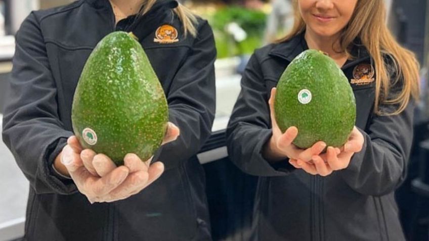 'Avozilla', el enorme aguacate gigante que te va a encantar; conoce de dónde es