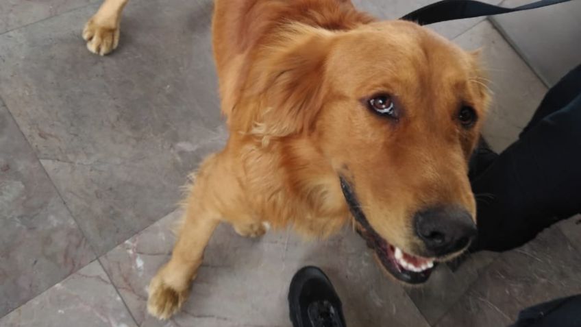 VIDEO: Rescatan a PERRITO en estación de Metro; así REACCIONA al reencontrarse con su dueño