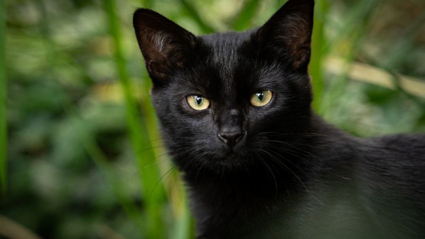 ¿Por qué octubre y noviembre son los PEORES meses para PERROS y GATOS?