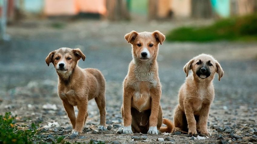 ¿Por qué las patitas de mi perro huelen a Chetos?