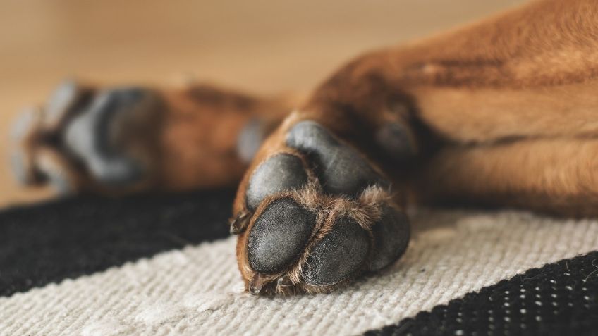 ¿Por qué las patitas de mi perro huelen a Chetos?