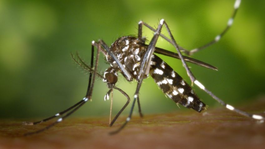 Dengue podría generar inmunidad contra COVID-19; señala estudio