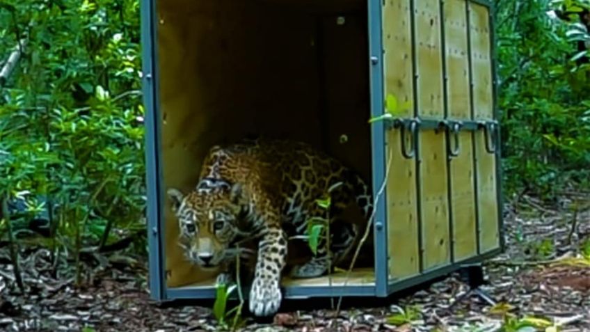 Liberan a jaguar en biósfera de Sian Kaan en Quintana Roo