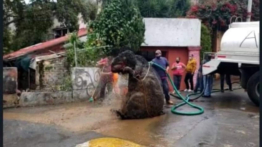 ¿Todo fue un engaño? Dueños de 'rata gigante” desmiente que botarga saliera del drenaje