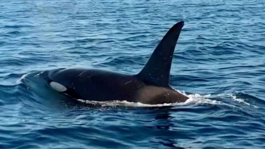 Captan a familia de orcas nadando en costas de Sonora: FOTOS