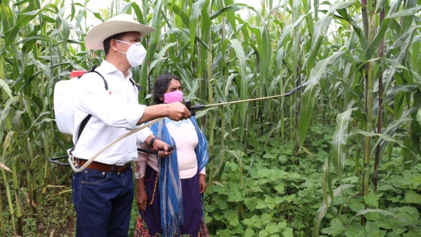 Agricultura sustentable, la nueva técnica de cultivo en Michoacán