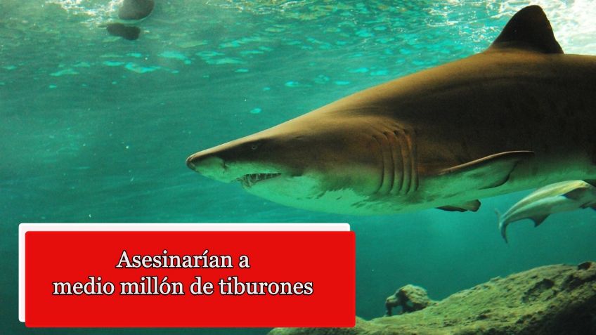 ¡Asesinados! Medio millón de tiburones morirá por vacuna contra Covid-19; conoce los detalles