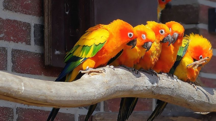 ¡Por groseros! Aíslan a cinco loros para que no insulten a visitantes de zoológico en Reino Unido