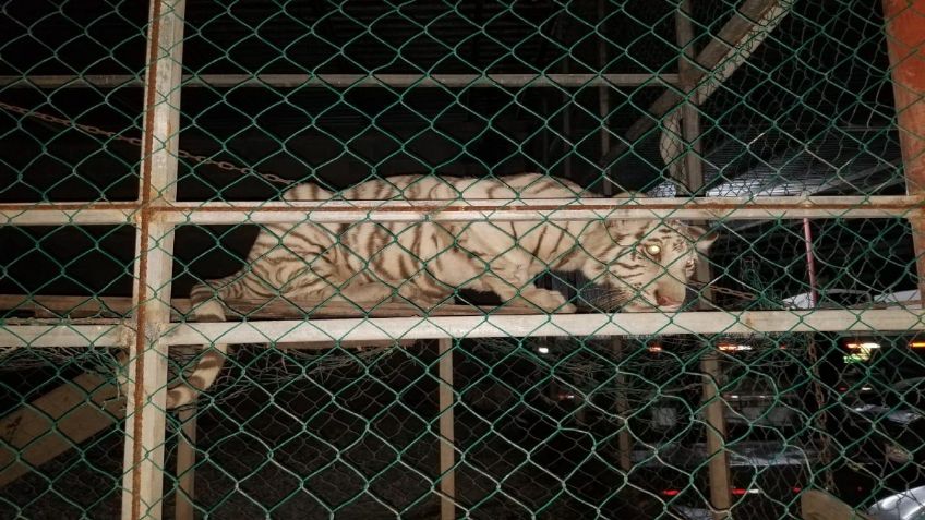 Grupo de Operaciones Especiales decomisa tigres de bengala y aves exóticas en Matamoros