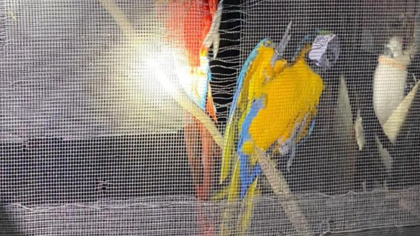 Grupo de Operaciones Especiales decomisa tigres de bengala y aves exóticas en Matamoros