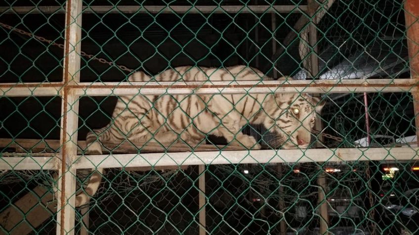 Grupo de Operaciones Especiales decomisa tigres de bengala y aves exóticas en Matamoros