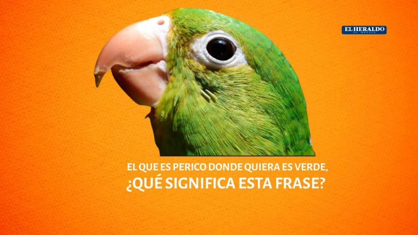 El que es perico donde quiera es verde: ¿Qué significa esta expresión mexicana?