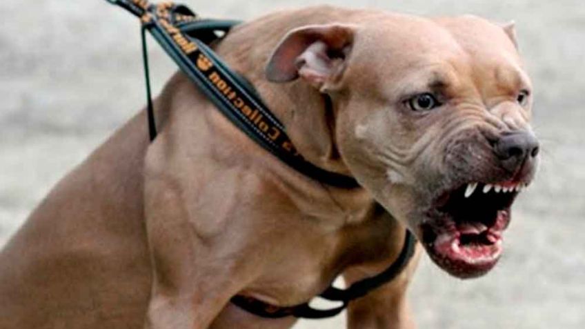 IMÁGENES FUERTES: Pitbull ataca a pequeña de 7 años; adultos no saben cómo controlar al animal