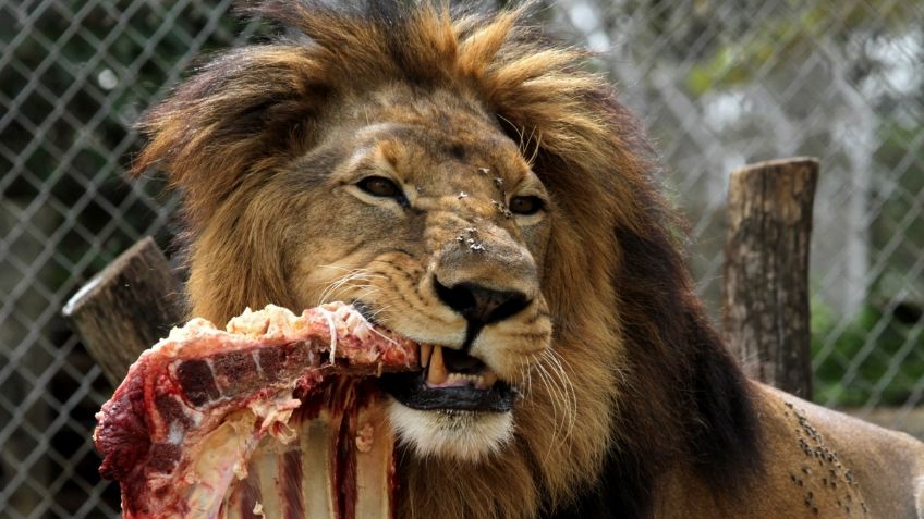 ¡Insólito! Sujeto desea DONAR su cuerpo para ser ALIMENTO DE leones  cuando MUERA