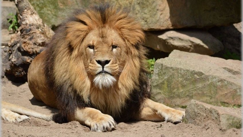 Hombre ofrece su cuerpo para alimentar a los leones de zoológico