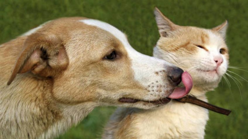 Perros vs gatos ¿Cuál es la mejor mascota, según el lugar donde vives?